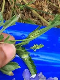 Image result for Tragia glabrata