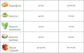 лунный календарь для комнатных растений на 2019 год таблица Na Kakom Rasstoyanii Drug Ot Druga Vysazhivat Ovoshi Posadka Ovoshej Ogorodnichestvo Ovoshnoj Ogorod