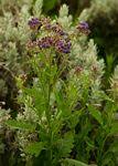Image result for Senecio purpureus