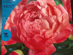 Save peony bulbs to get email alerts and updates on your ebay feed.+ 2 peony bulbs very fragrant strong stems and great cut flower and deer resistant. Peonies At Home Depot