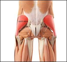 Most sources state that there are over 650 named skeletal muscles in the human body, although some figures go up to as many as 840. The Glutes The New Beauty Muscles Musculoskeletal Key