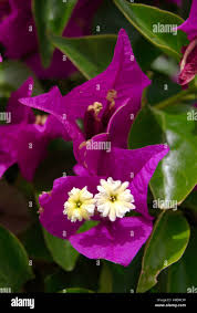 Image result for Nyctaginaceae