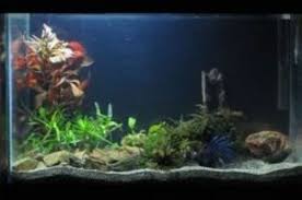 We make and sell the betta fish tank dividers. How To Set Up A Betta Tank Nice Betta Thailand Co Ltd