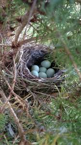 Blue Bird Eggs With Brown Spots Pin On Twigs Petals And Nests