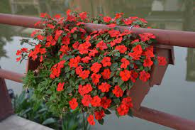 pin by a m b e r 水水on 花flower plants