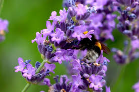 Ernten sie lavendel an einem warmen, sonnigen tag am späten vormittag, sobald der morgentau abgetrocknet ist. Wann Und Wie Lange Bluht Lavendel Fakten Zur Blutezeit Weltweit