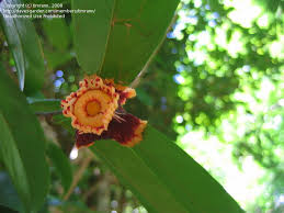 Image result for Napoleonaea