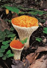 Image result for Russula perlactea