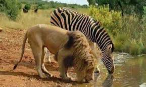 Although the lion is not the largest, fastest or most lethal animal, its position as king of beasts has rarely been challenged. What Do You Think About The Fact That Lions Eat Zebra