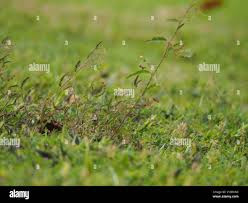 Image result for Aeschynomene nodulosa