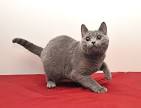 Chartreux kittens - We breed, show and sell Chanson Bleu ...