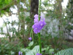 Image result for Stachytarpheta