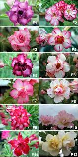 We did not find results for: Pin On Adenium Obesum Desert Rose
