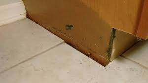 Apply a sealer to the wood filler and vacuum the area to remove wood particles and dust. Water Damage Cabinets
