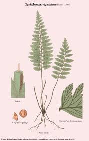 Image result for Trichomanes crispiforme