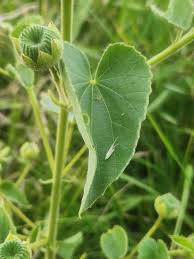 Image result for Abutilon hirtum