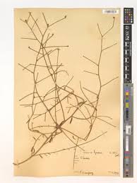 Image result for Rhynchosia orthobotrya