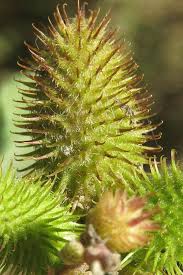 Image result for Xanthium