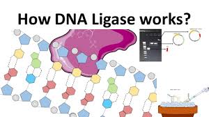 History and etymology for ligase. Dna Ligase How Dna Ligase Works Youtube
