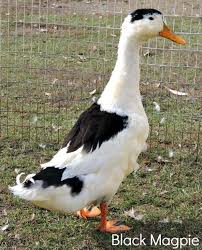 Black And Yellow Duckling Magpie Ducklings Purely Poultry Ducklings Magpie Meat Birds