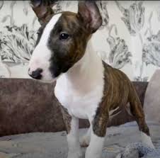 It is strongly built, symmetrical, an has the distinctive long face, which contains a keen, determined and intelligent. Bull Terrier Puppy Vs Adult Dog What Should You Choose Bull Terrier Hq