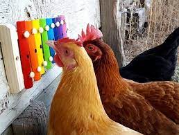 Ideas For Toys And Activities To Entertain Your Chickens Chicken Toys Chicken Diy Chicken Garden