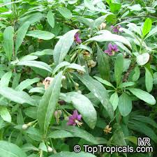 Image result for Lycium