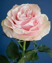 Home Rose Varieties Blush Wedding Flowers Types Of Flowers