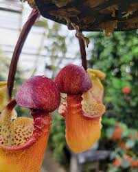 Image result for Marsdenia macrantha