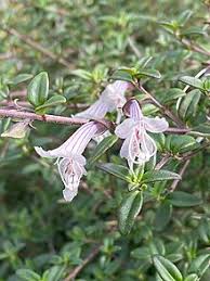 Jun 4, 2018 · 4 min read. Prostanthera Walteri Wikipedia