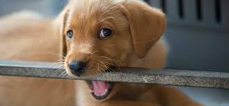 How to help your puppy with teething critter sitters : What Can I Give My Dog For Teething Pain Tips To Sooth Your Pup