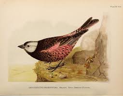 Birds That Cannot Fly In India N221 W1150 Bird Illustration Nature Illustration Bird Prints