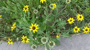 Berlandiera lyrata, with the common names chocolate flower, chocolate daisy, or lyreleaf greeneyes, is a north american species of flowering plant in the sunflower family. Schokoladenblume Wikipedia
