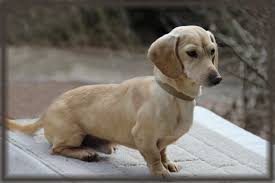 Should there not be any dachshund puppy listings shown, please complete the form accordingly to register your interest in buying an dachshund. Genesis Hezekiah Dachshund Puppies For Sale Louie S Miniature Dachshunds