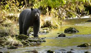 Get on top games for bears. How Fast Can A Bear Run Worldatlas