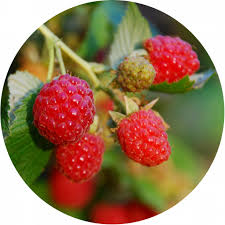 Raspberries September 2017 Plant Of The Month Culture De Framboises Fruits Et Legumes De Saison Fruits Et Legumes