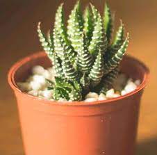 A christmas cactus is not poisonous towards cats. Top 17 Succulents That Are Safe For Cats Dogs And Pets Succulent Plant Care