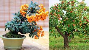 Apple tree in summer isolated on white (malus domestica) +apples. List Of Top 10 Fruit Trees With Images Way2info Com
