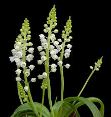 Image result for Hyacinthaceae