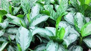 7 Jenis Tanaman Hias Aglaonema Dan Tips Merawatnya