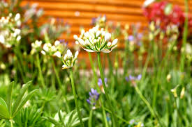Agapanthus White Compact Growth To 30cm With Flower Stems To 60cm Prolific Flowering In Late Spring And Summe Colorful Garden Garden Center Garden Furniture