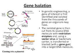 Cloning is the replication of certain cell types from a parent cell, or the replication of a certain part of the cell or dna to propagate a particular desirable genetic trait. Definition Genetic Engineering Refers To The Scientific Process