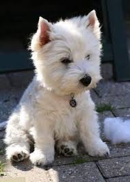 Take This Ultimate 99 Dog Breed Quiz If You Are A Real Dog Expert Fluffycatsbreeds Cute Animals Hypoallergenic Dog Breed Best Hypoallergenic Dogs