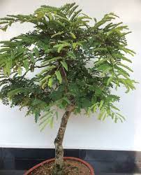 Learn Growing Tamarind Bonsai From Seeds Lifezshining Bonsai Tree Types Bonsai Tree Bonsai