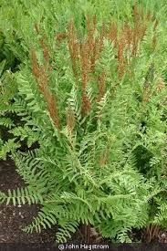 Image result for Osmunda regalis