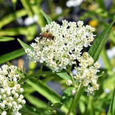 Image result for Asclepias longissima