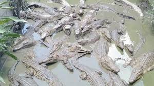 Maybe you would like to learn more about one of these? Arti Mimpi Tentang Buaya Bisa Jadi Anda Dikhianati Oleh Orang Terdekat Cek Tafsiran Lengkapnya Tribun Manado