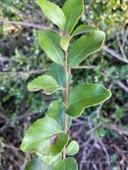 Image result for Scolopia zeyheri