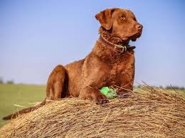Ukpets found 0 the following results on chesapeake bay retriever for sale in the uk based on your search criteria. Chesapeake Bay Retriever Breed Info Guide Facts And Pictures Bark