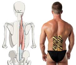 Learn about human anatomy muscles with free interactive flashcards. How To Draw Lower Back Muscles Form Proko